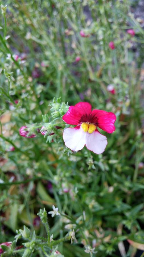 Suertes Casa Turismo Rural O Filandon מראה חיצוני תמונה